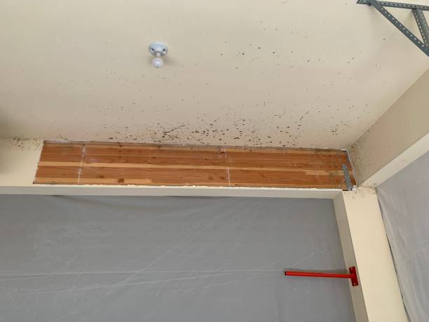 Lebanon, OH Mold Removal Company